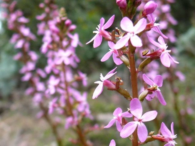 20 AU seeds Thick Leaved Triggerplant Stylidium Crassifolium