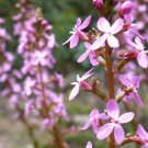 20 AU seeds Thick Leaved Triggerplant Stylidium Crassifolium
