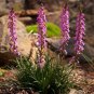20 AU seeds Thick Leaved Triggerplant Stylidium Crassifolium