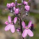 50 AU seeds Minor Pink Fountian Triggerplant Stylidium tenue