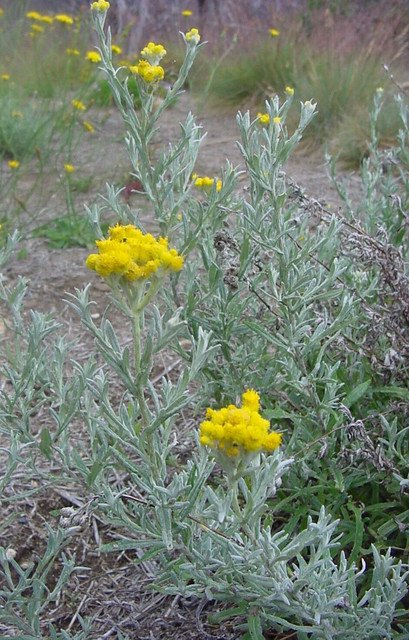 Clustered Everlasting Daisy chrysocephalum semipapposum 100 AU Seeds Fresh