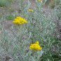 Clustered Everlasting Daisy chrysocephalum semipapposum 100 AU Seeds Fresh