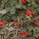 Running Postman Kennedia prostrata 20 AU Seeds Fresh