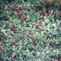 Running Postman Kennedia prostrata 20 AU Seeds Fresh