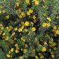 Hibbertia scandens Climbing Guinea Flower 20 AU Seeds