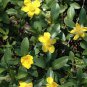 Hibbertia scandens Climbing Guinea Flower 20 AU Seeds