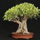 Bonsai Sacred Fig Ficus religiosa Bo Tree 20 AU Seeds