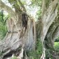 Bonsai Sacred Fig Ficus religiosa Bo Tree 20 AU Seeds