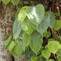 Bonsai Sacred Fig Ficus religiosa Bo Tree 20 AU Seeds
