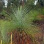Xanthorrhoea resinosa Dwarf Blackboy 30 AU Seeds