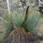Xanthorrhoea resinosa Dwarf Blackboy 30 AU Seeds