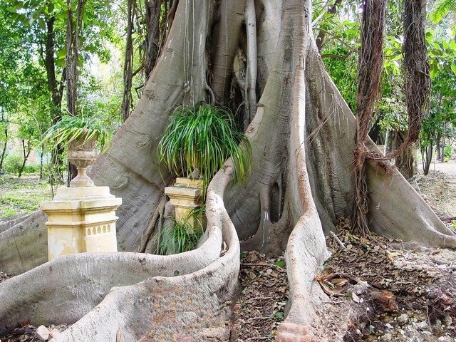 Ficus macrophylla Moreton Bay Fig 50 AU Seeds