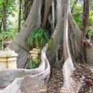 Ficus macrophylla Moreton Bay Fig 50 AU Seeds