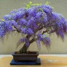 Tree Wisteria Bolusanthus speciosa 10 AU Seeds Bonsai
