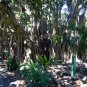 Ficus benghalensis Banyan Fig 50 AU Seeds
