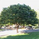 Zelkova serrata Japanese Elm 25 AU Seeds