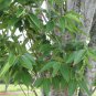 Zelkova serrata Japanese Elm 25 AU Seeds
