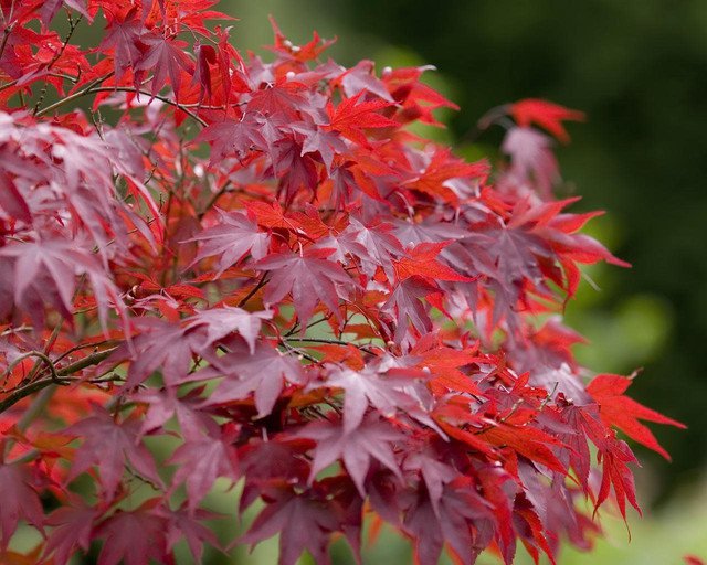 Acer rubrum Red Maple Bonsai 10 AU seeds