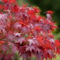 Acer rubrum Red Maple Bonsai 10 AU seeds
