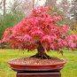 Acer rubrum Red Maple Bonsai 10 AU seeds