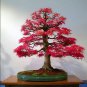 Acer rubrum Red Maple Bonsai 10 AU seeds