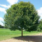 Ulmus parvifolia Chinese Elm 50 AU Seeds