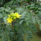 Caesalpinia Ferrea Leopard Tree 10 AU seeds
