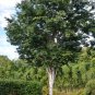 Caesalpinia Ferrea Leopard Tree 10 AU seeds