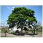 Caesalpinia Ferrea Leopard Tree 10 AU seeds