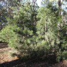 Allocasuarina littoralis Bonsai Black She Oak 50 AU Seeds