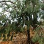 Allocasuarina littoralis Bonsai Black She Oak 50 AU Seeds
