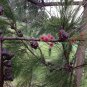 Allocasuarina littoralis Bonsai Black She Oak 50 AU Seeds