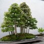 Acer Buergeranum Trident Maple Bonsai 10 AU Seeds