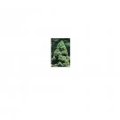 Cryptomeria japonica Japanese Cedar 40 US Seeds