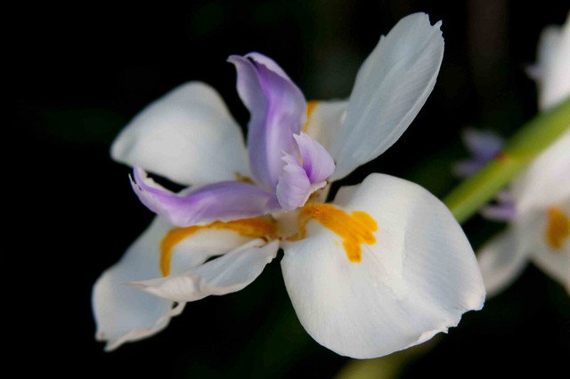 Diplarrena moraea Butterfly White Iris 30 AU Seeds