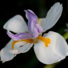 Diplarrena moraea Butterfly White Iris 30 AU Seeds