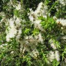 Kunzea Ambigua Tick Bush 200 AU Seeds
