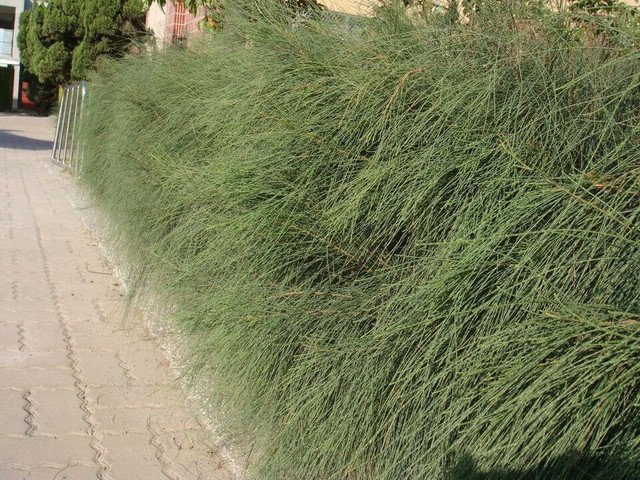 Allocasuarina Pusilla Dwarf She Oak 50 AU Seeds