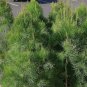 Allocasuarina Pusilla Dwarf She Oak 50 AU Seeds