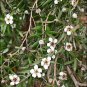 Mountain Tea Tree L GRANDIFLORUM 100 AU Seeds Bonsai