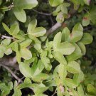 Acer monospessulanum Montpellier Maple 30 AU Seeds