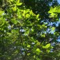 Acer monospessulanum Montpellier Maple 30 AU Seeds