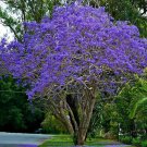 Jacaranda Mimosifolia 20 AU Seeds Fresh