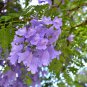 Jacaranda Mimosifolia 20 AU Seeds Fresh