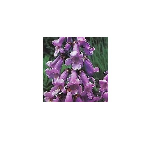 Semillas De Paulownia Tomentosa En La Foto De Stock 1330916003 - Foto 9