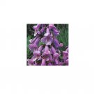 Paulownia tomentosa Foxglove Tree 100 AU Seeds