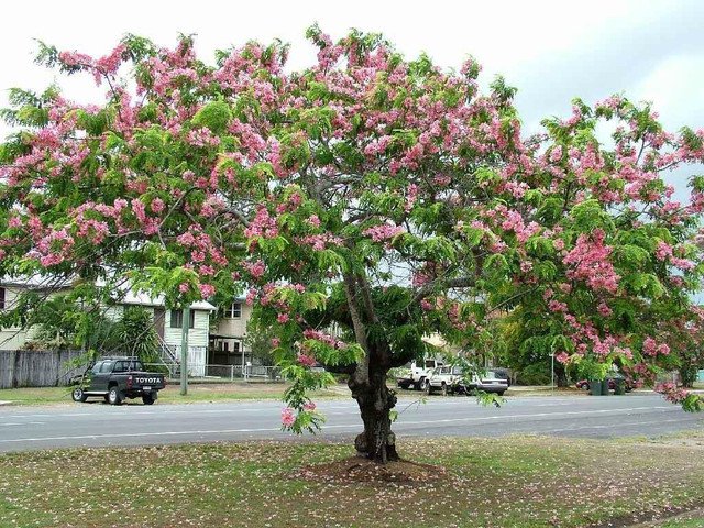 Rainbow Pink Shower Tree Cassia javanica 15 AU Seeds