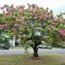 Rainbow Pink Shower Tree Cassia javanica 15 AU Seeds