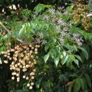10 AU seeds White Cedar Melia Azedarach