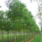 10 AU seeds White Cedar Melia Azedarach